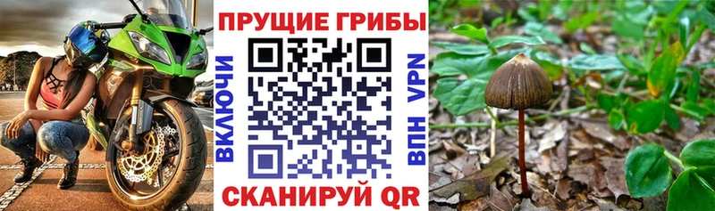 Псилоцибиновые грибы прущие грибы  Бутурлиновка 